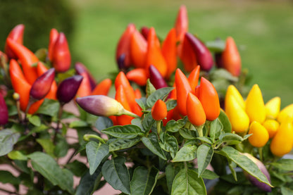 25 BOLIVIAN RAINBOW PEPPER Multi Colored Chili Capsicum Annuum Vegetable Seeds