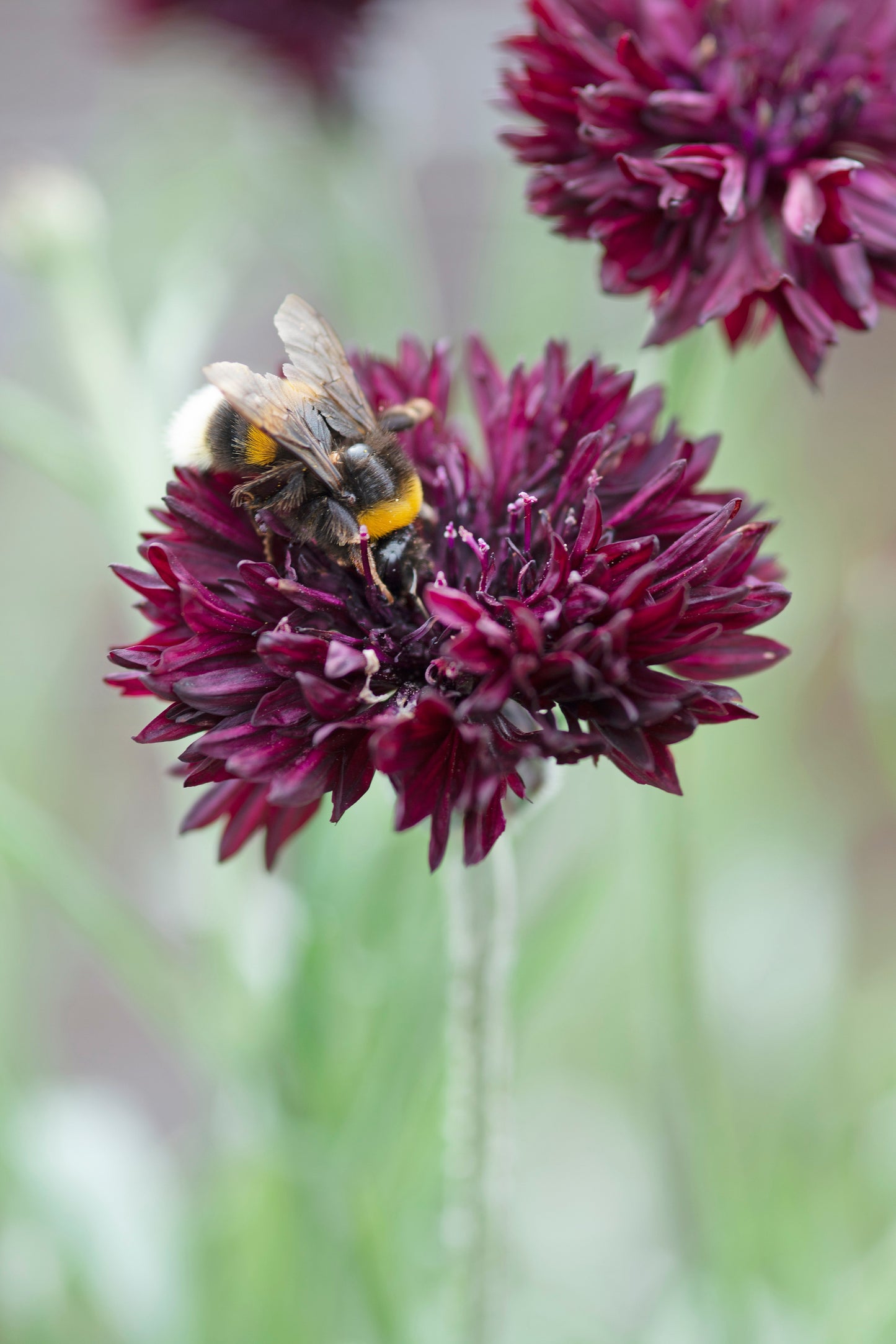 25 Bachelor's Button (Centaurea Cyanus) Seeds