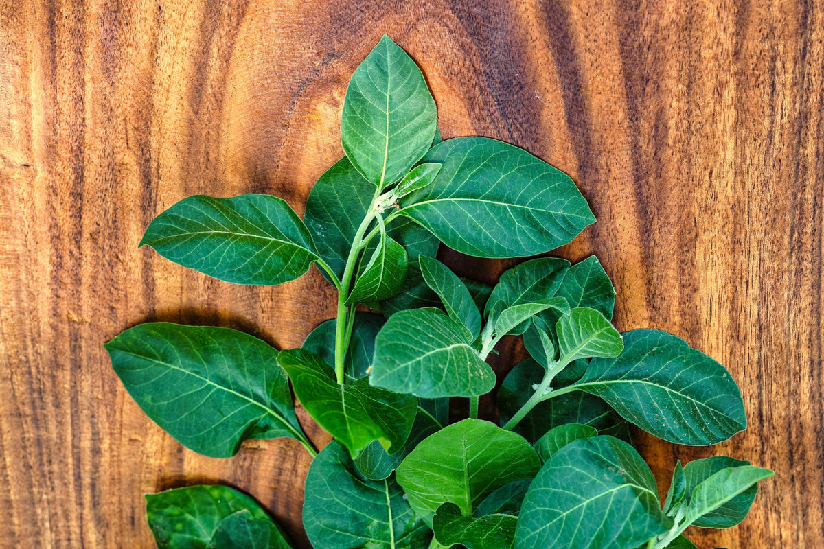 50 INDIAN GINSENG Withania Somnifera Ashwaganda Herb Flower Seeds