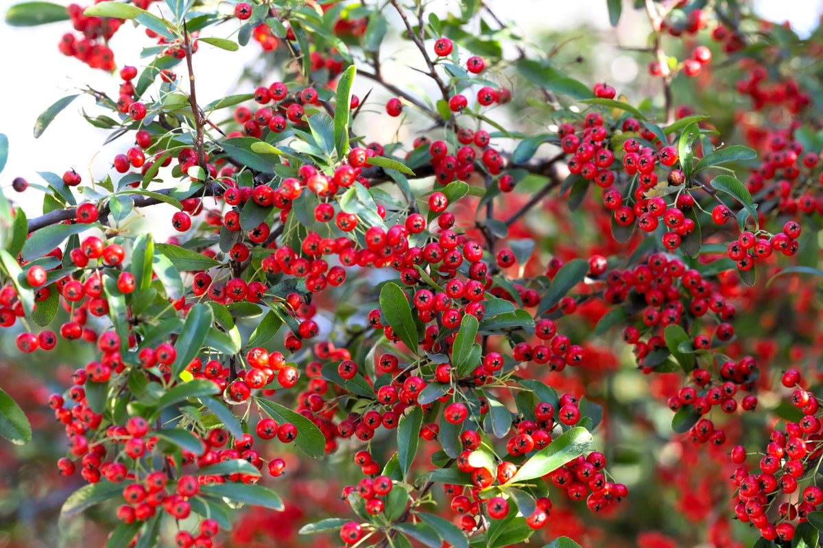 Red Chokeberry (Aronia arbutifolia) Seeds – 50 ct