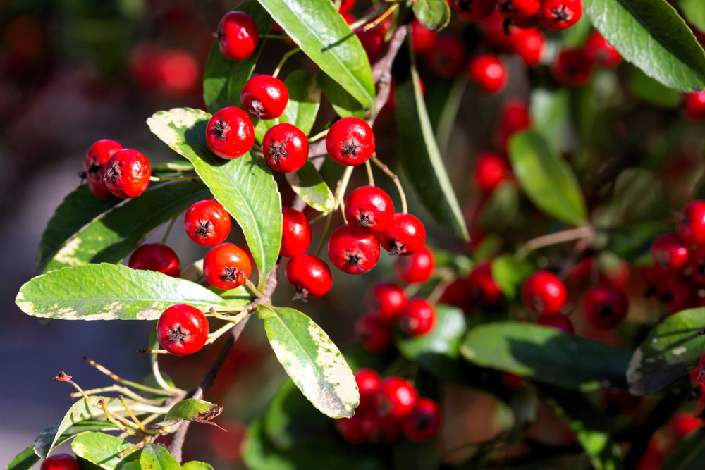 Red Chokeberry (Aronia arbutifolia) Seeds – 50 ct