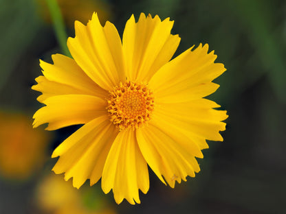 Lanceleaf Coreopsis (Coreopsis lanceolata) Seeds – 1,000 ct