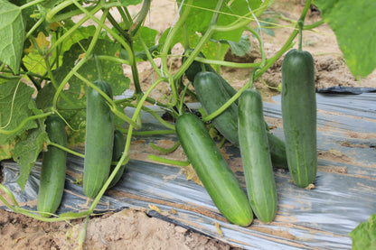 200 Marketmore 76 Cucumber (Cucumis Sativus) Seeds