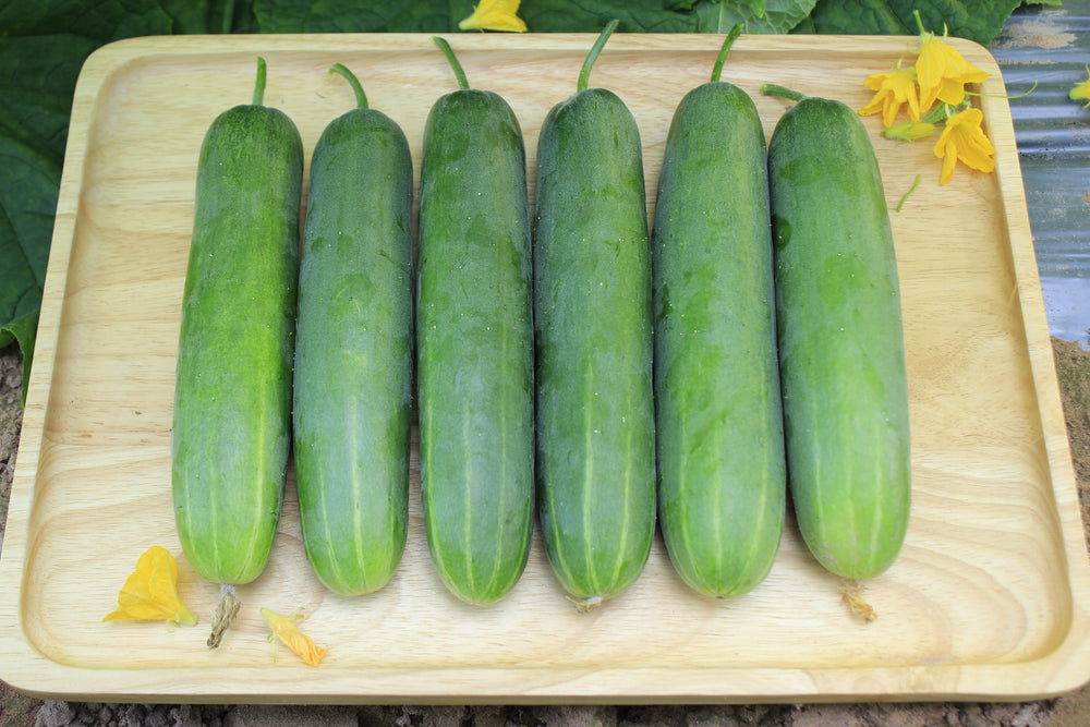 200 Marketmore 76 Cucumber (Cucumis Sativus) Seeds
