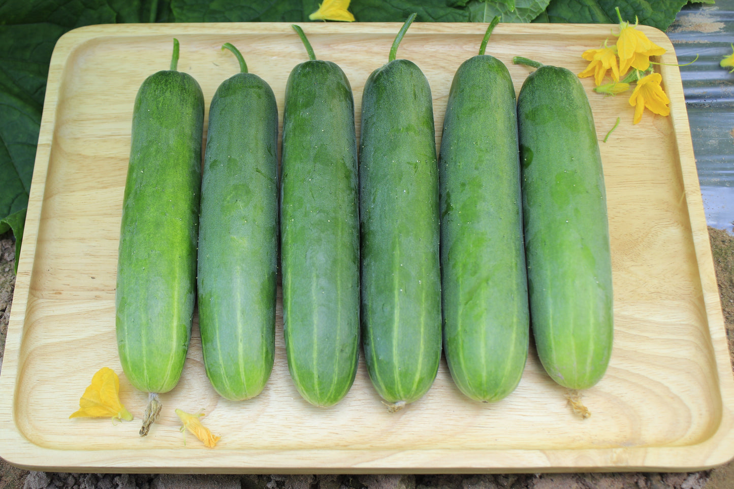 200 Marketmore 76 Cucumber (Cucumis Sativus) Seeds