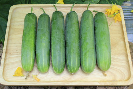 200 Marketmore 76 Cucumber (Cucumis Sativus) Seeds