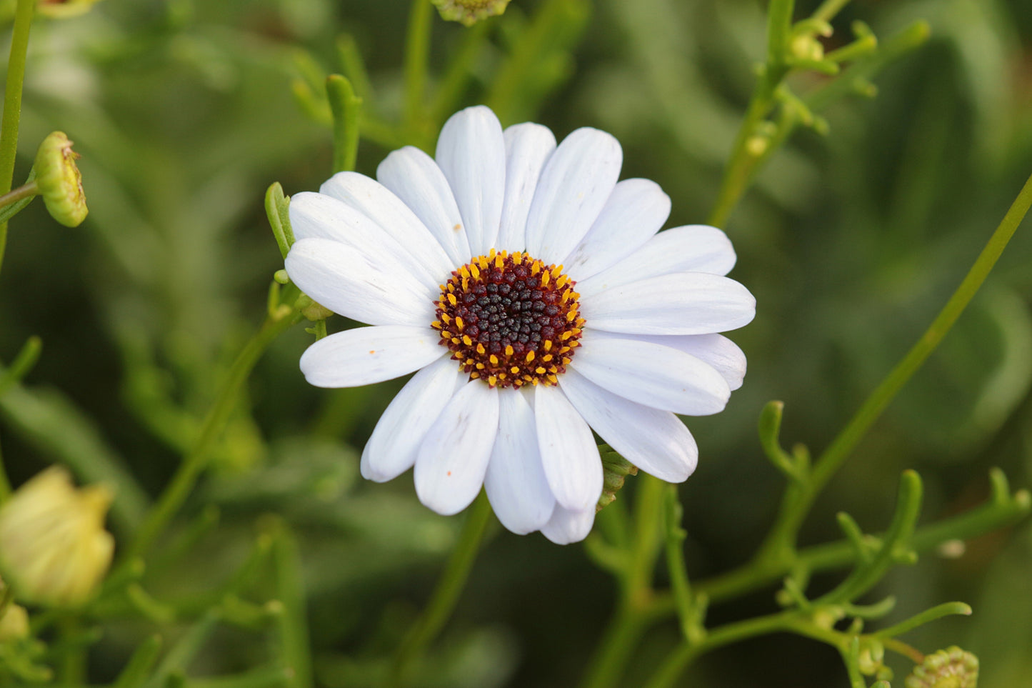 200 White Swan River Daisy (Brachyscome Iberidifolia) Seeds