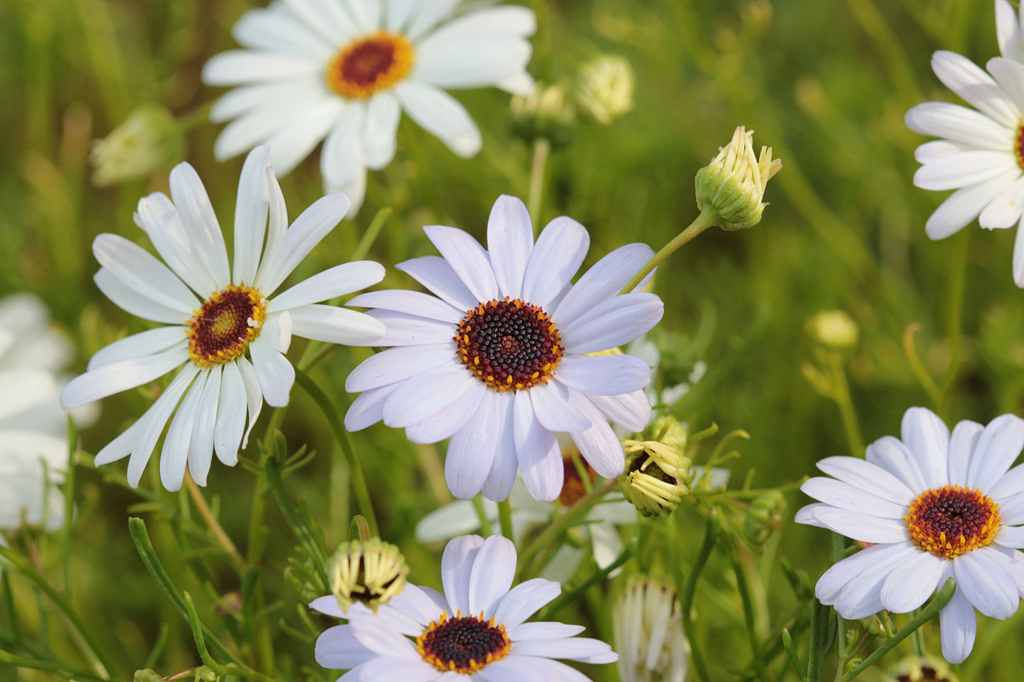 200 White Swan River Daisy (Brachyscome Iberidifolia) Seeds