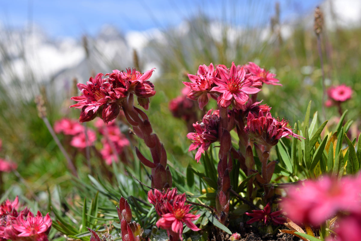 Mountain Houseleek (Sempervivum montanum) Seeds – 50 ct