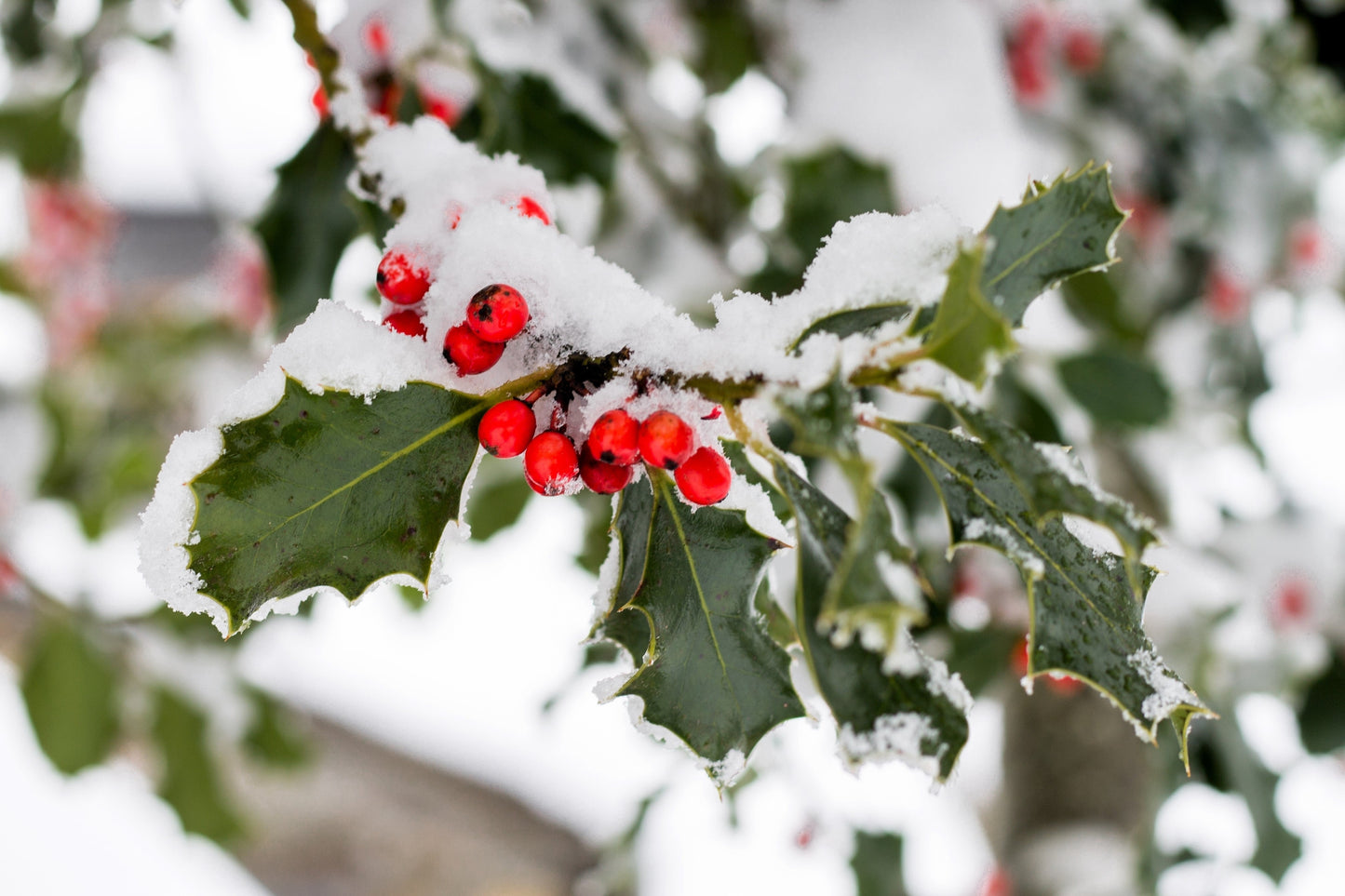 40 English Holly (Ilex Aquifolium) Seeds