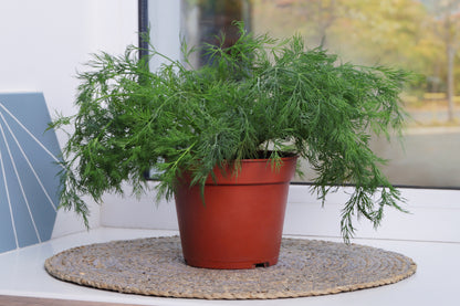 1000 Long Island Mammoth Dill (Anethum Graveolens) Seeds