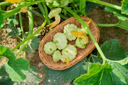 20 Green Patty Pan Squash (Cucurbita Pepo) Seeds