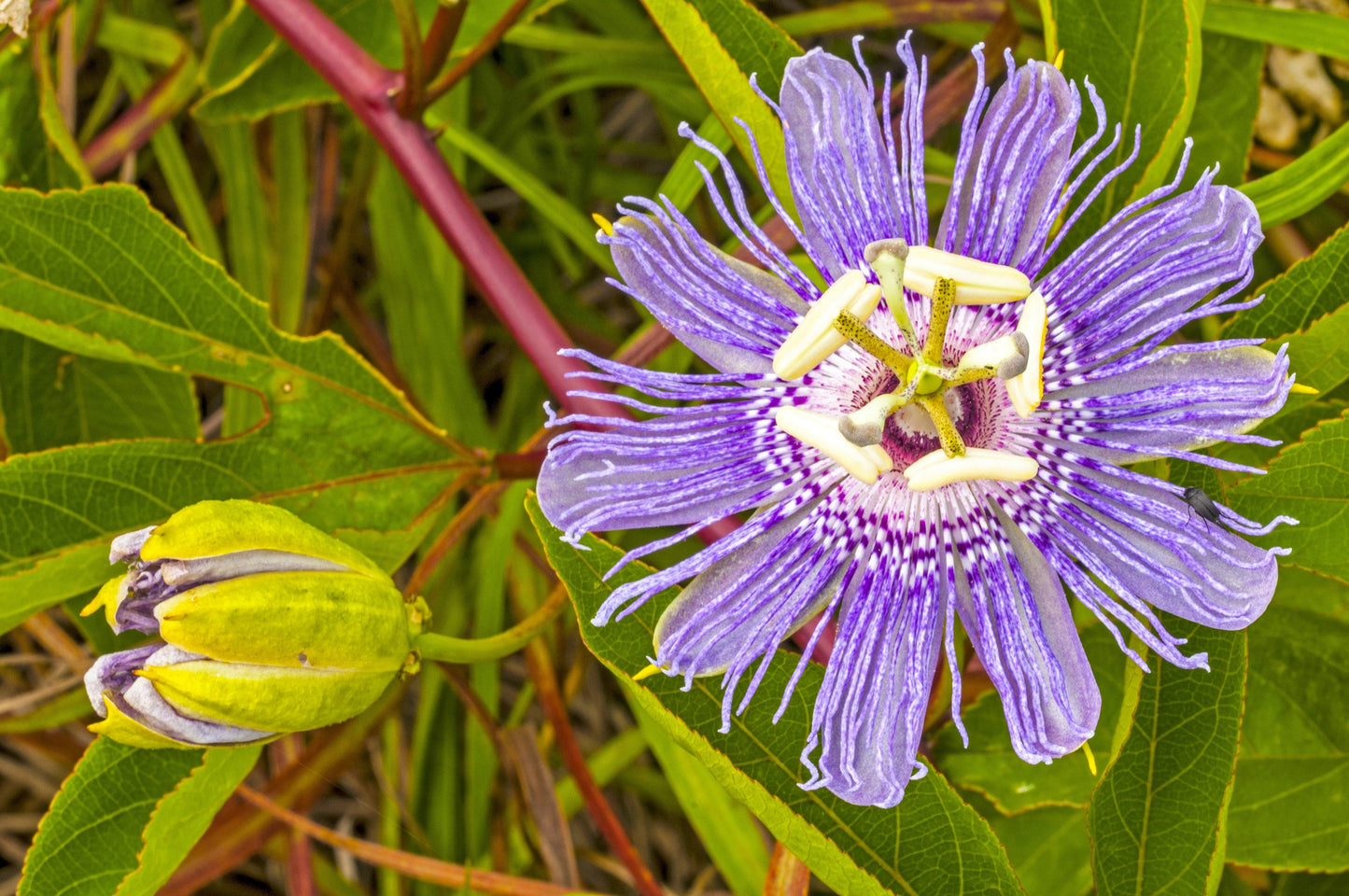 10 Purple Passion Flower (Granadilla Passiflora Incarnata) Seeds