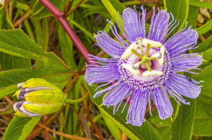 10 Purple Passion Flower (Granadilla Passiflora Incarnata) Seeds