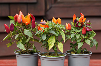 25 BOLIVIAN RAINBOW PEPPER Multi Colored Chili Capsicum Annuum Vegetable Seeds