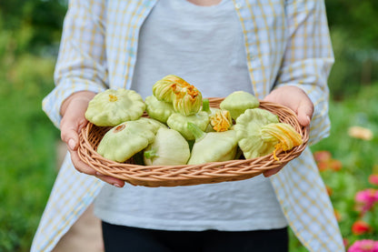 20 Green Patty Pan Squash (Cucurbita Pepo) Seeds