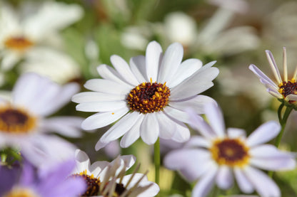 200 White Swan River Daisy (Brachyscome Iberidifolia) Seeds