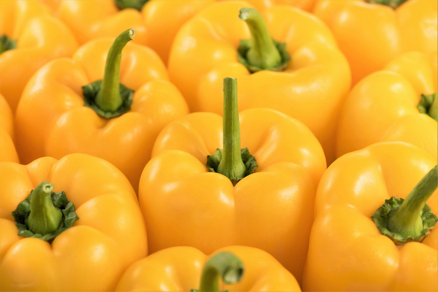 100 Yellow Bell Pepper (Capsicum Annuum) Seeds