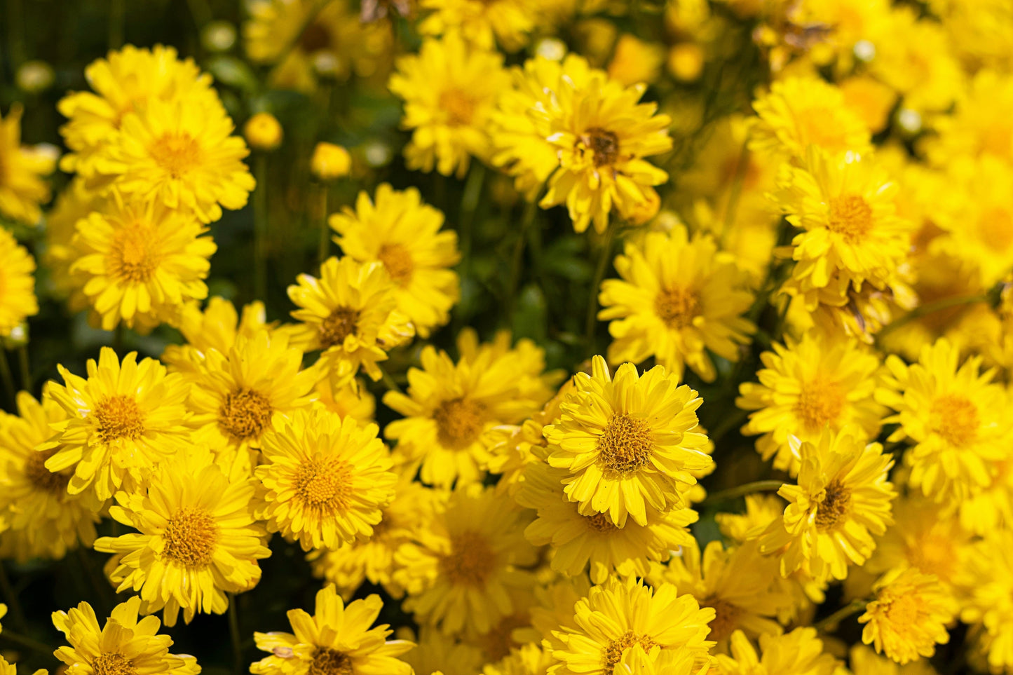 50 Mixed Colors Indian Chrysanthemum (Chrysanthemum Indicum) Seeds