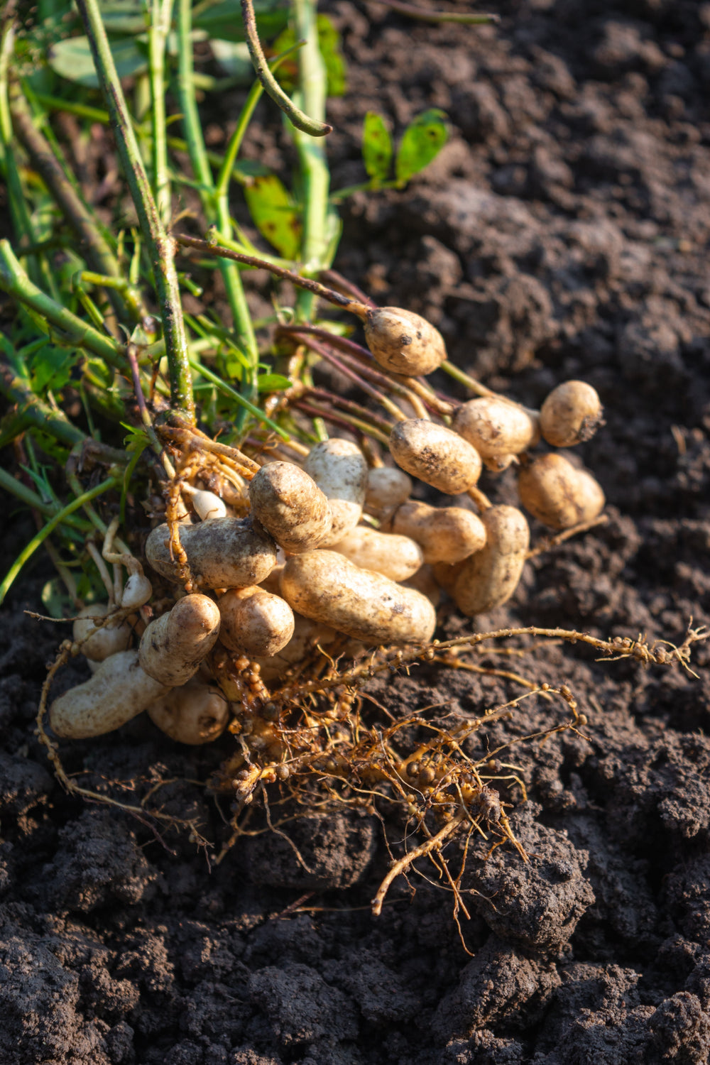 15 Tennessee Red Peanut (Valencia Type) (Arachis Hypogaea) Seeds