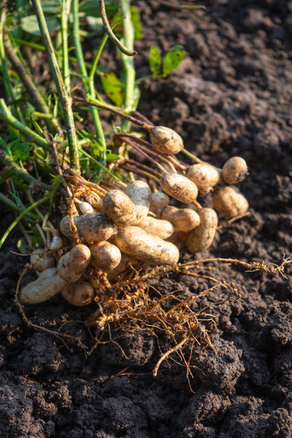 15 Tennessee Red Peanut (Valencia Type) (Arachis Hypogaea) Seeds