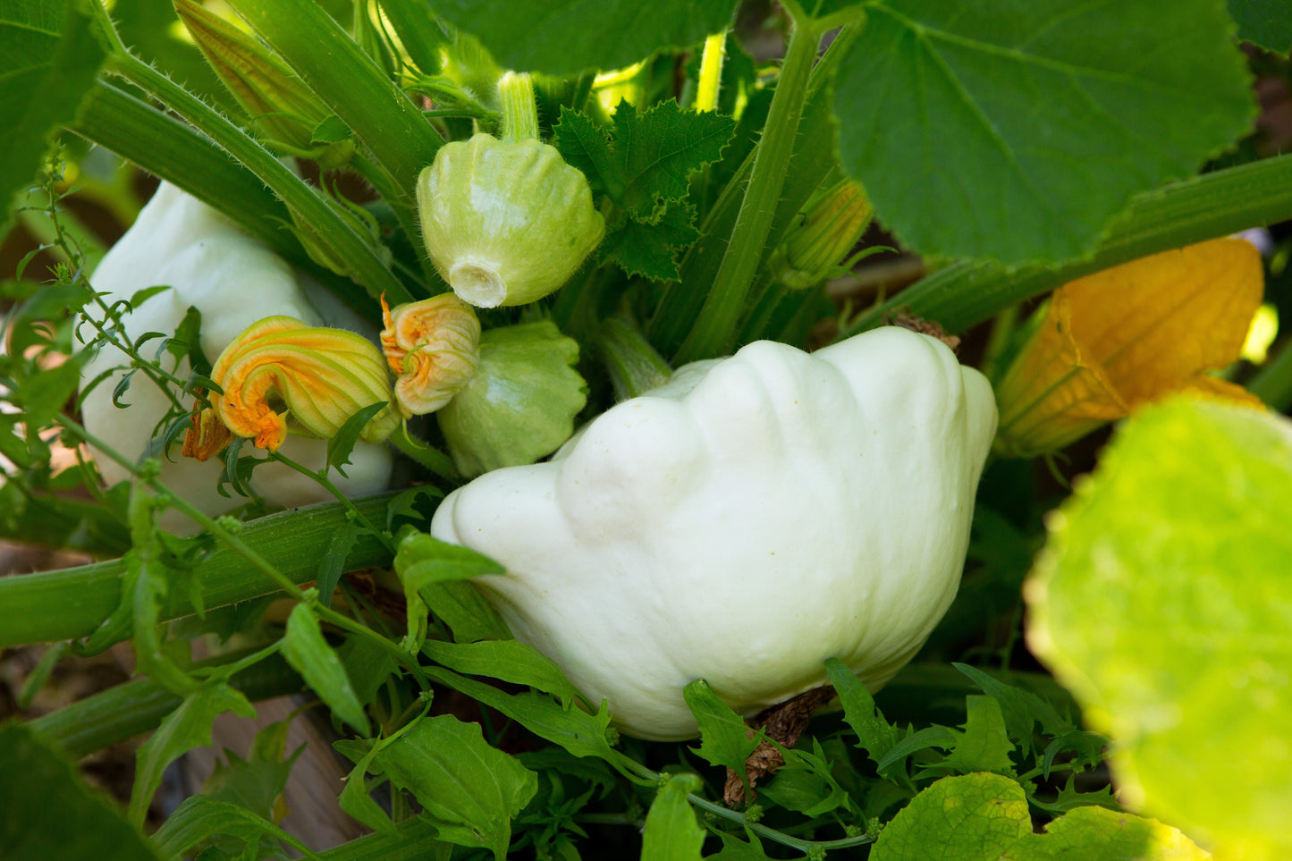 50 Patty Pan Squash (Cucurbita Pepo) Seeds