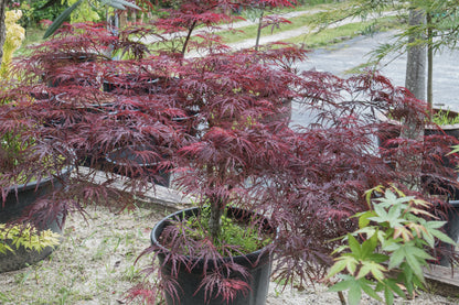 10 Japanese Maple (Acer Palmatum Dissectum) Seeds