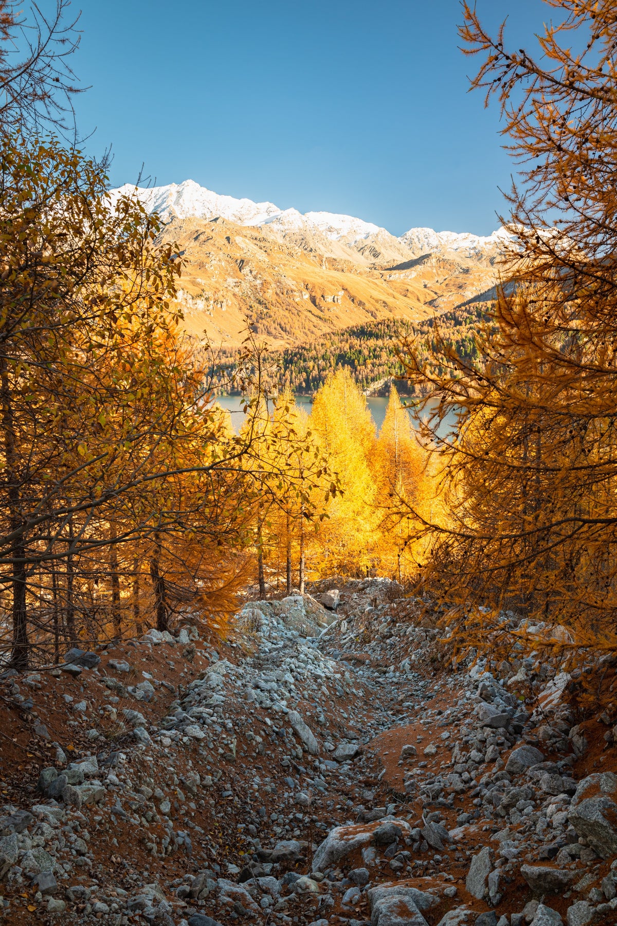 25 European Larch Tree (Larix Decidua) Seeds