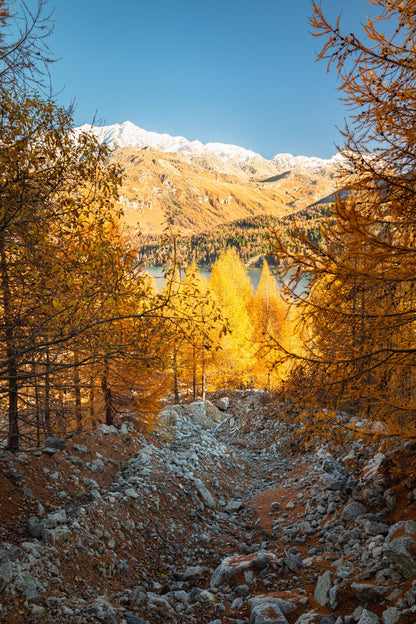 25 European Larch Tree (Larix Decidua) Seeds