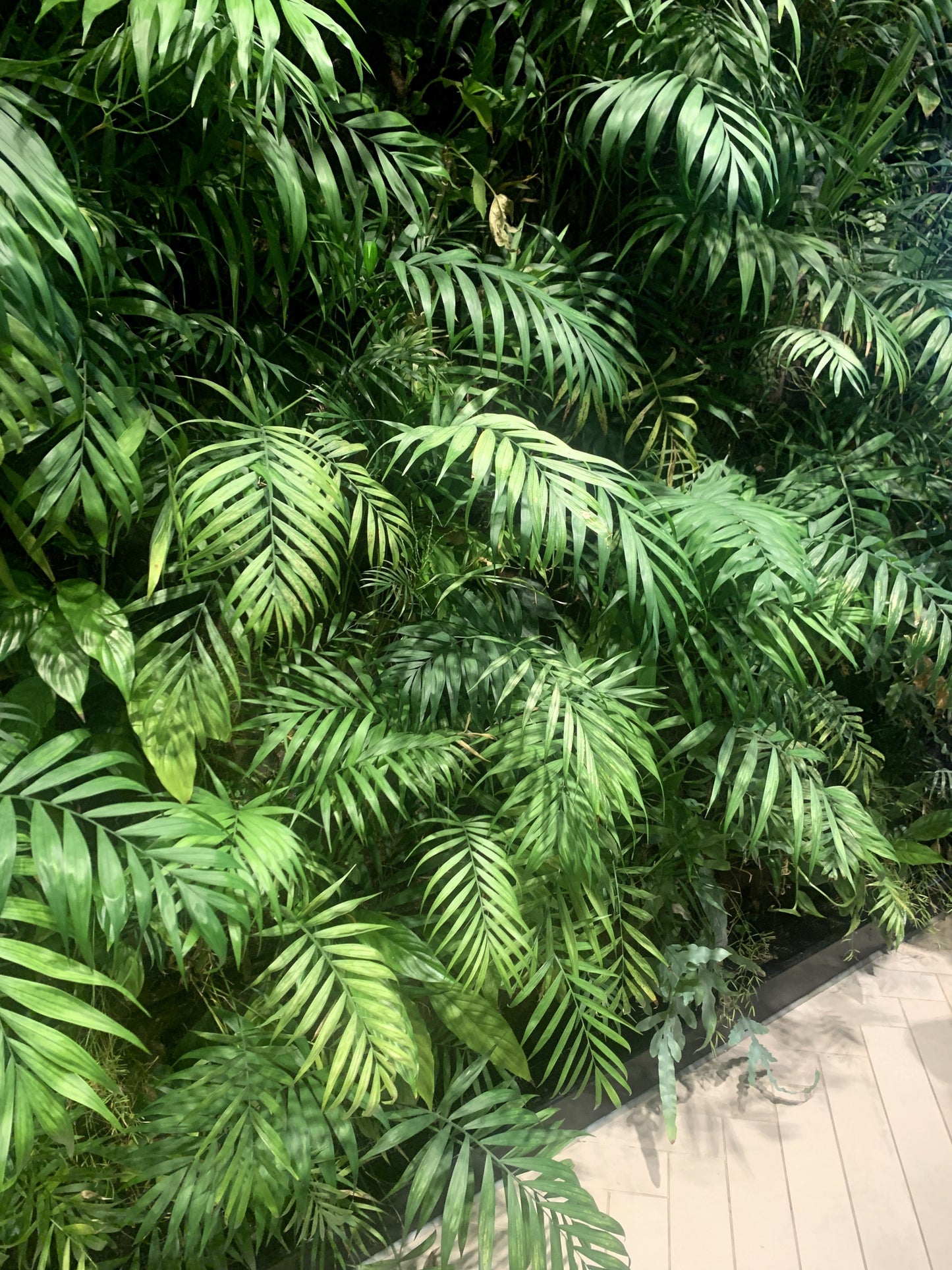 15 Parlor Palm (Chamaedorea Elegans) Seeds
