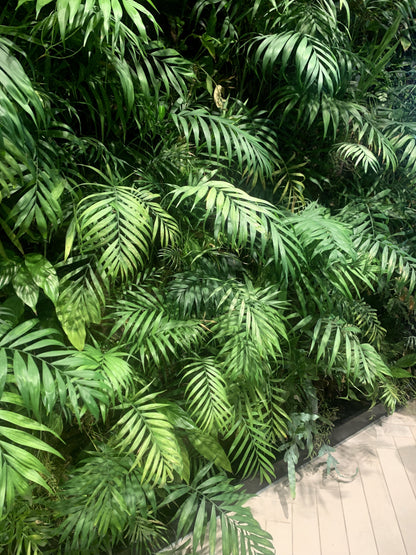 15 Parlor Palm (Chamaedorea Elegans) Seeds