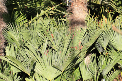 Wagner Windmill Palm (Trachycarpus fortunei 'Wagnerianus') Seeds – 10 ct