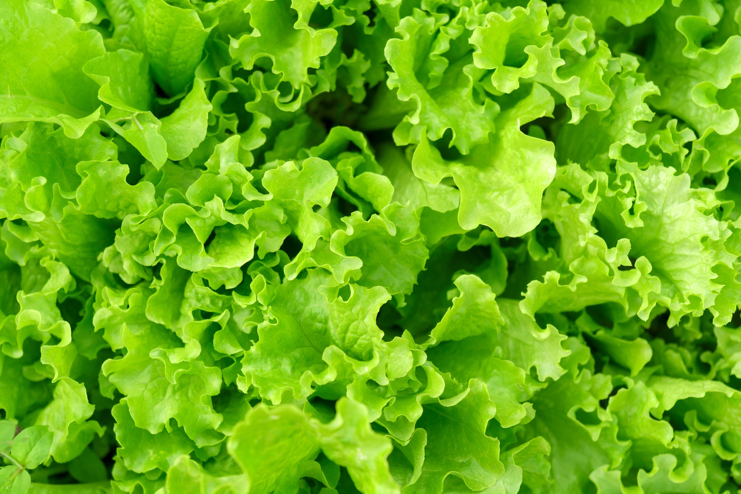 3000 Black Seeded Simpson Leaf Lettuce (Lactuca Sativa) Seeds
