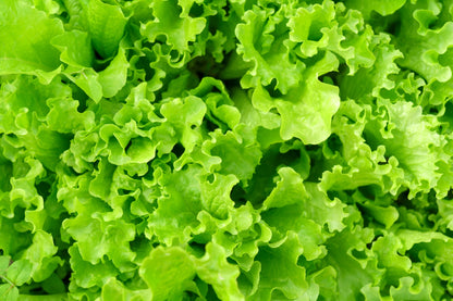 3000 Black Seeded Simpson Leaf Lettuce (Lactuca Sativa) Seeds