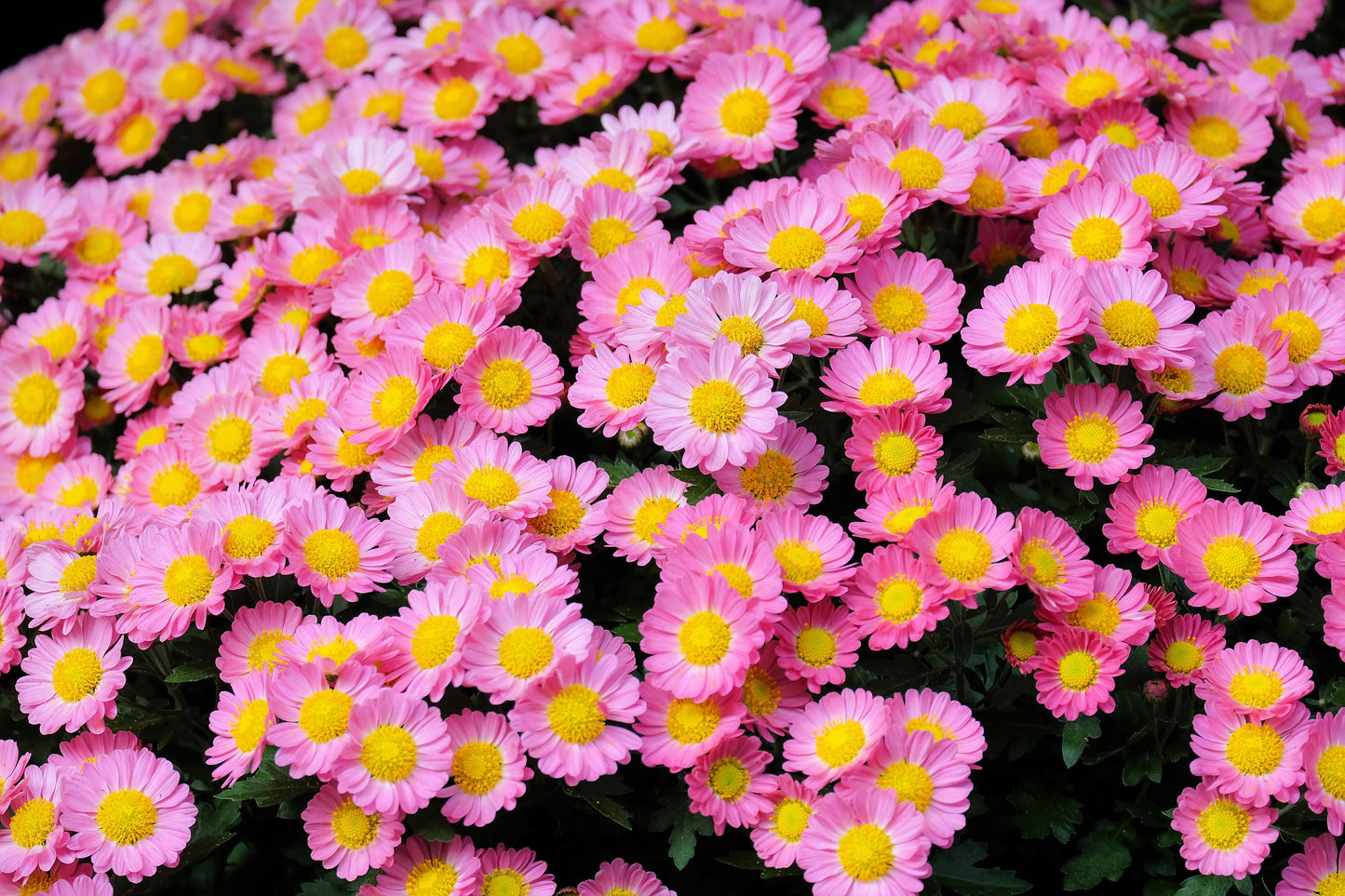 50 Mixed Colors Indian Chrysanthemum (Chrysanthemum Indicum) Seeds