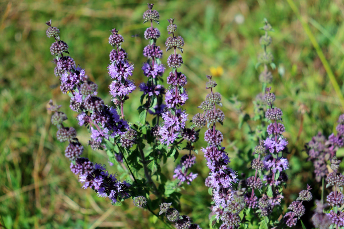 200 PENNYROYAL Mint Mentha Pulegium Herb Purple Flower Seeds