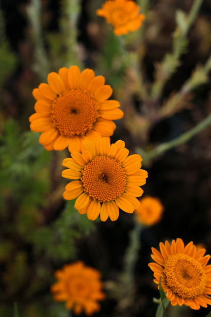 250 ORANGE MARGUERITE DAISY Anthemis Sancti-Johannis Cota Tinctoria St. John's Chamomile Dyer's Herb Paris Daisy Flower Seeds