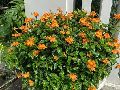 10 Orange Marmalade Crossandra (Crossando Infundibuliformis) Seeds