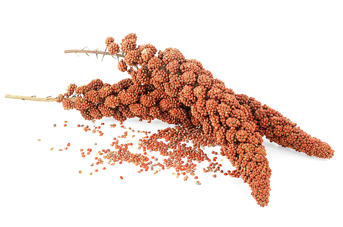 Red Jewel Millet (Setaria italica) Seeds – 25 ct