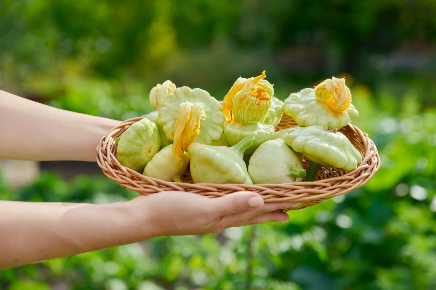 20 Green Patty Pan Squash (Cucurbita Pepo) Seeds