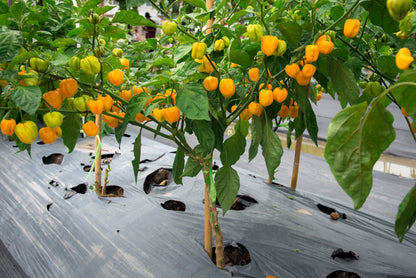 Yellow Carolina Reaper Pepper (Capsicum chinense) Seeds – 10 ct