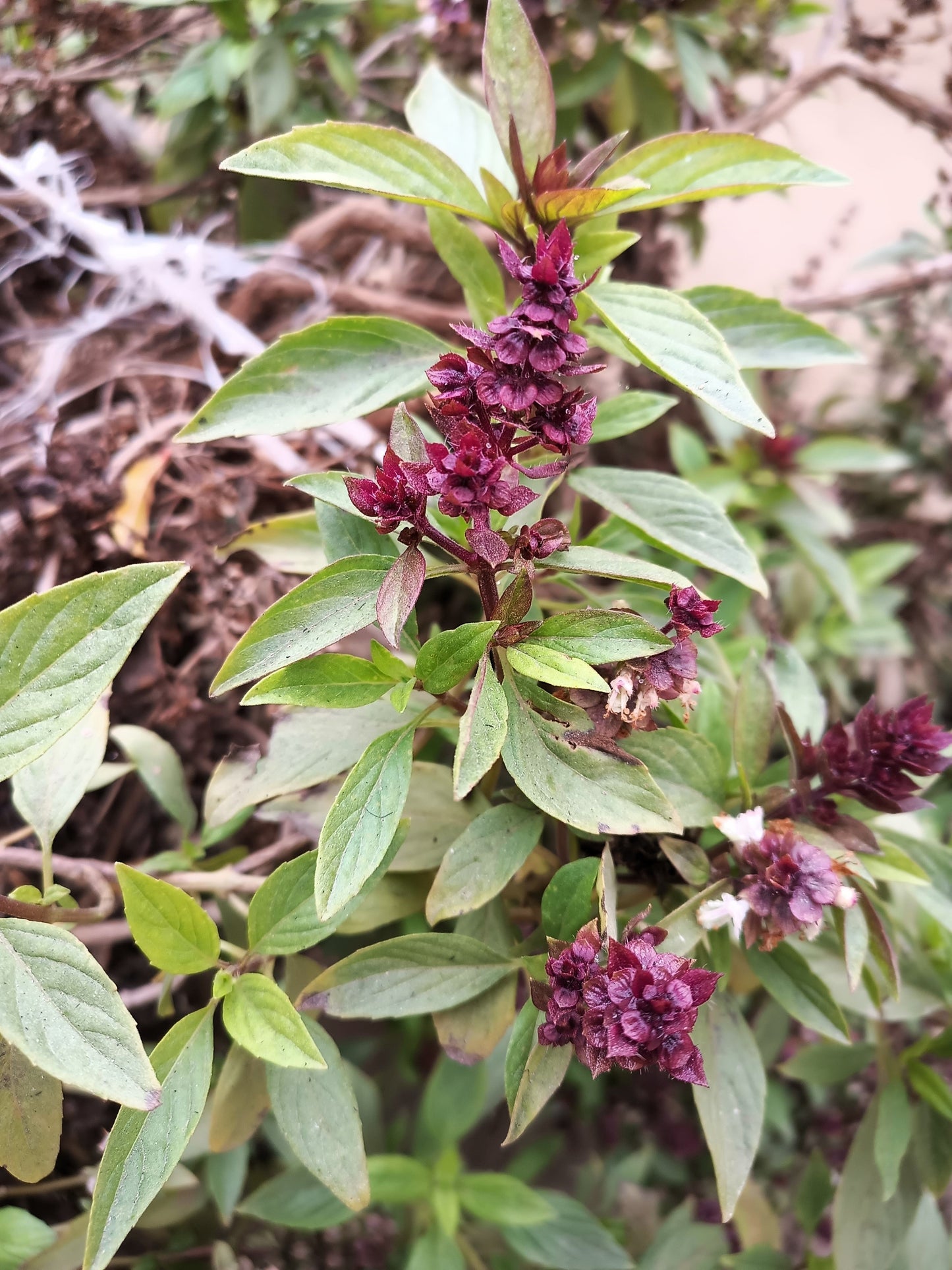 250 Siam Queen Thai Basil (Ocimum Thyrsiflora) Seeds