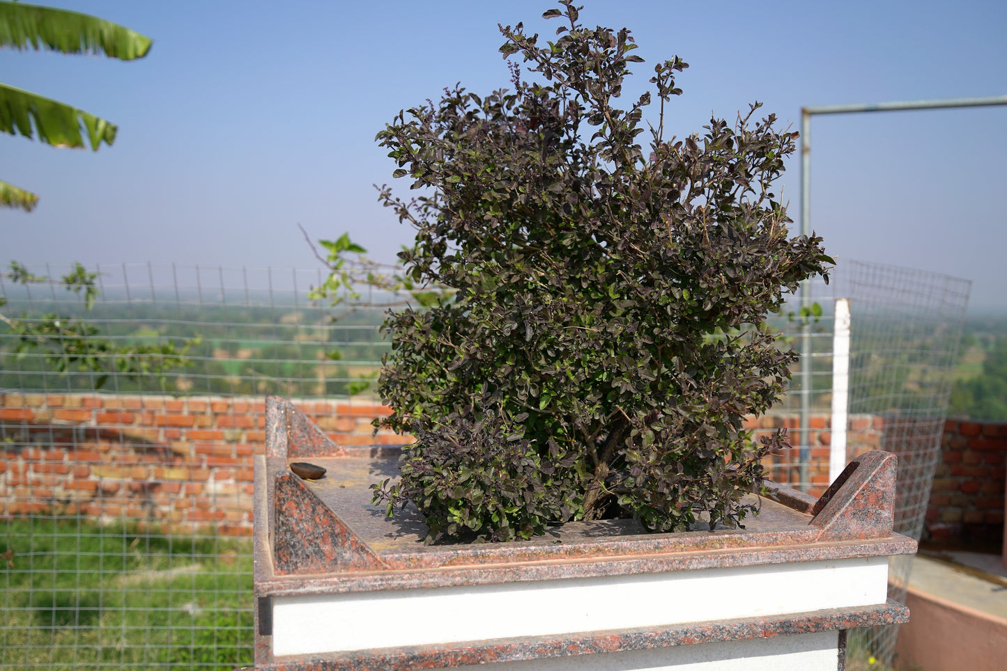 200 Purple Krishna Tulsi/Holy Basil (Ocimum Sanctum Tenuiflorum) Seeds