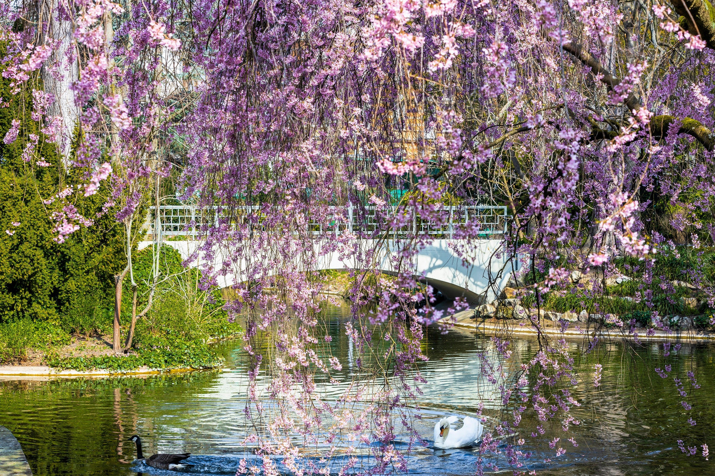 10 Weeping Higan Cherry Tree (Prunus Subhirtella Pendula) Seeds
