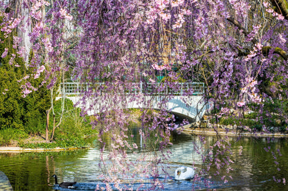 10 Weeping Higan Cherry Tree (Prunus Subhirtella Pendula) Seeds