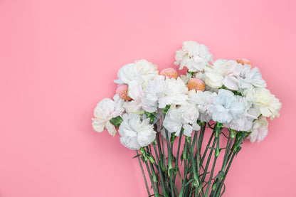 50 White Carnation (Dianthus Caryophyllus) Seeds