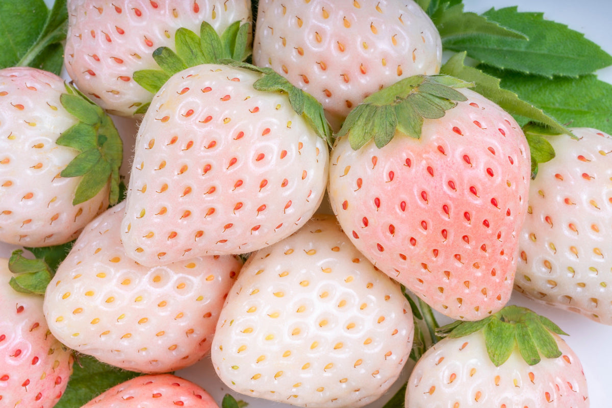 100 WHITE SOUL STRAWBERRY Fragaria Vesca Fruit Flower Berry Seeds