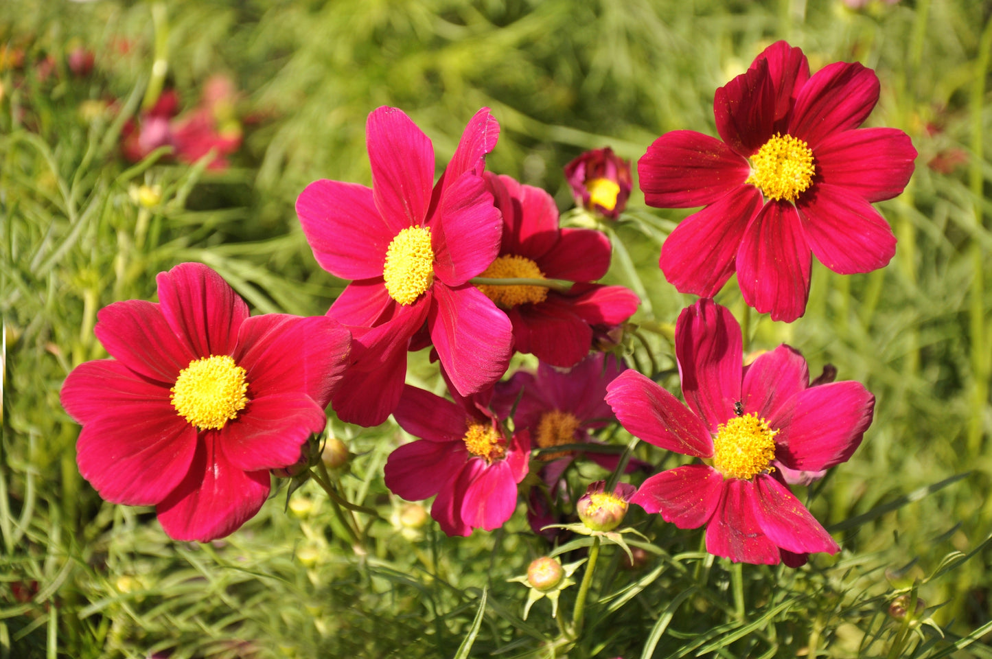 300 Cosmos Dazzler (Cosmos Bipinnatus) Seeds