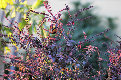200 Purple Krishna Tulsi/Holy Basil (Ocimum Sanctum Tenuiflorum) Seeds