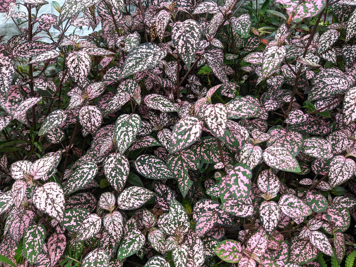 Pink Splash Select Polka Dot Plant (Hypoestes phyllostachya) Seeds – 10 ct